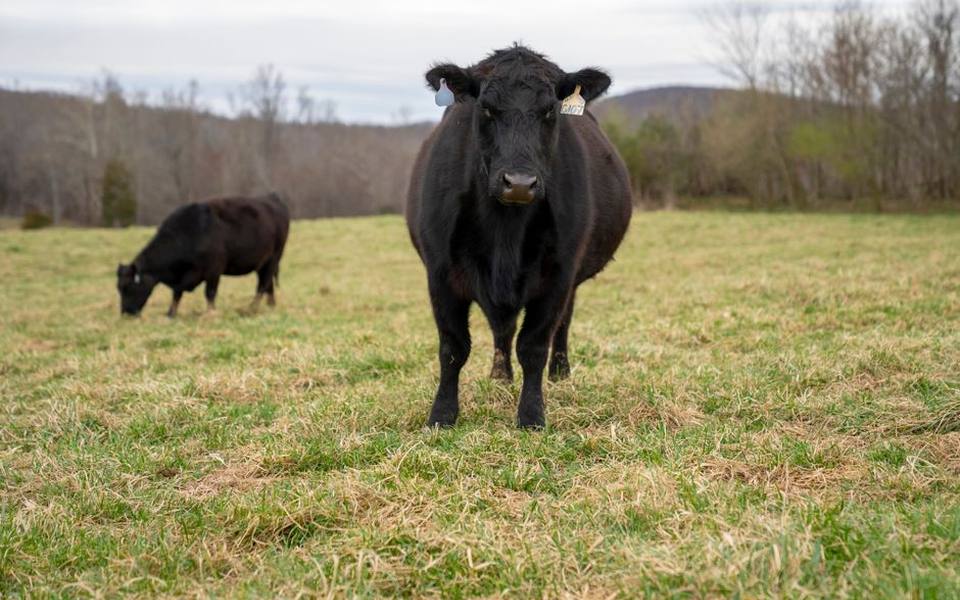 Special Rules for Livestock and Agricultural Property